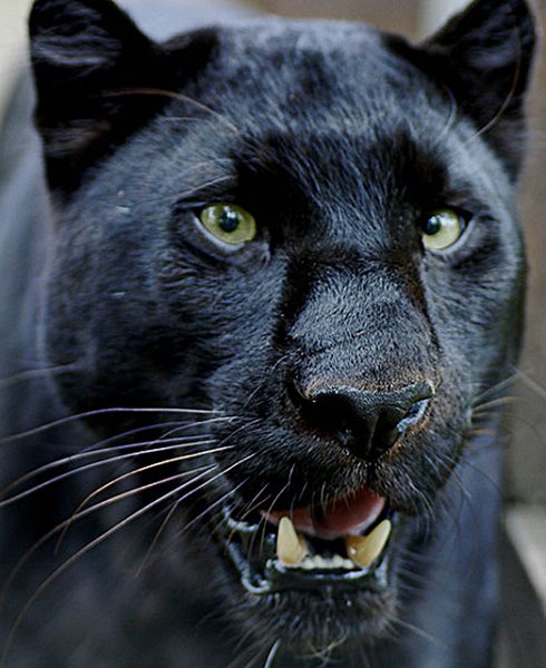 Blackpanther - 22.jpg